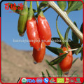 Bulk dice wholesale goji berry ningxia goji Berry makes goji berry extract Top quality